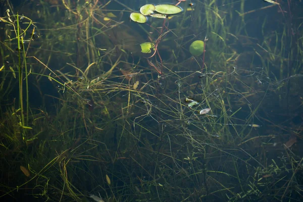 Auf Der Oberfläche Des Kiesgrubensees Wachsen Gräser Und Lilienkissen — Stockfoto
