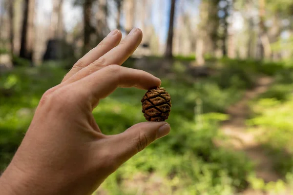 Hand Holds Sequoia Pine Cone Trail Kings Canyon National Park — Stock Photo, Image
