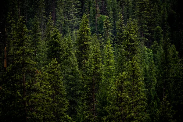 stock image Happy Trees in Kings Canyon Wilderness in the sierra mountain range