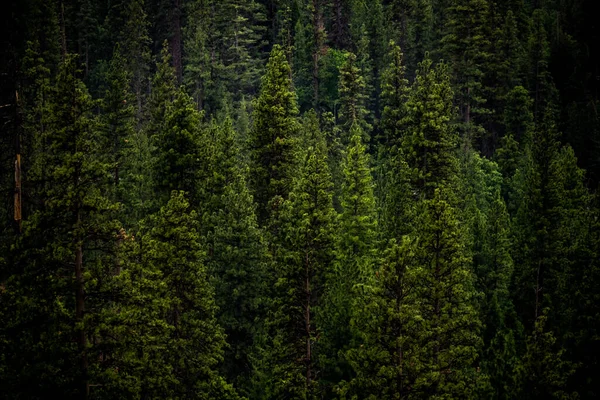 Árboles Felices Kings Canyon Wilderness Sierra — Foto de Stock