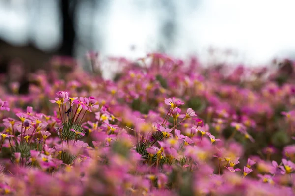 Looking Across a Sea of Pink Clover Wildflowers  in Sequoia