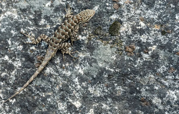 Lizard Perched Lichen Encrusted Granite Copy Space — ストック写真