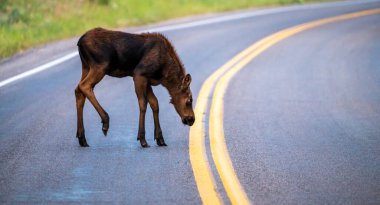 Geyik Dana Grand Teton Ulusal Parkı 'nda Yol İkili Sarı Çizgiyi İnceledi