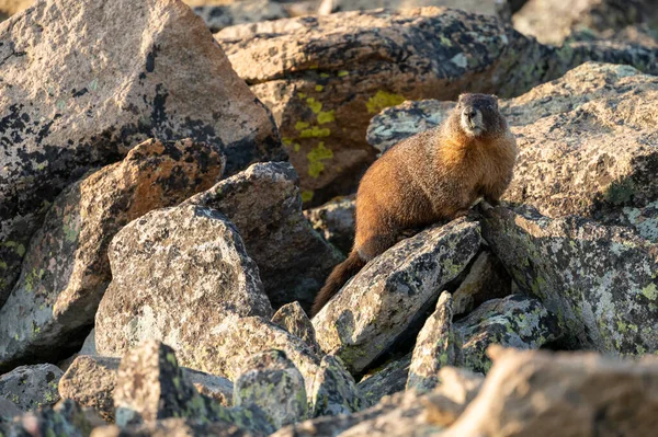 Marmot Uppe Hög Med Stenar Tundra Rocky Mountain National Park — Stockfoto