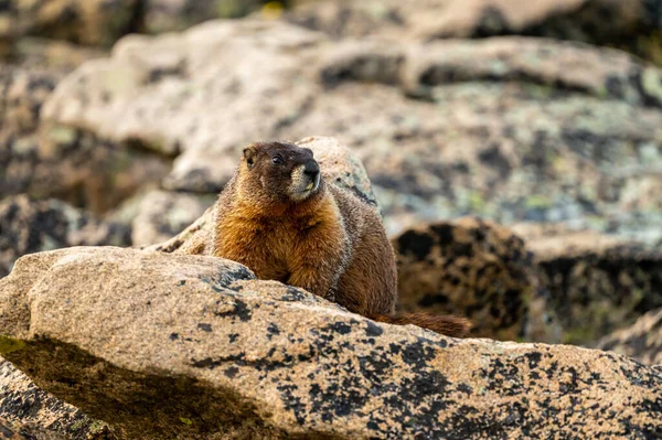 Marmot Para Rocas Justo Parque Nacional Las Montañas Rocosas — Foto de Stock