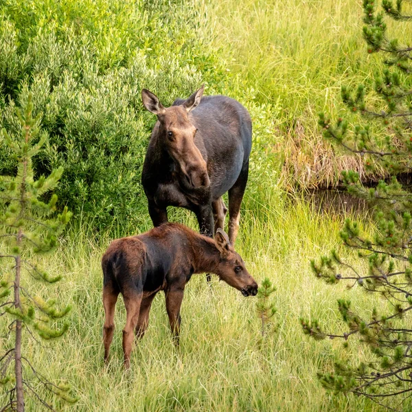 Moose Becerro Madre Graze Green Field Madrugada Del Verano —  Fotos de Stock