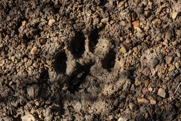Mountain Lion Footprint Mud Guadalupe Mountains National Park — Stock Photo, Image