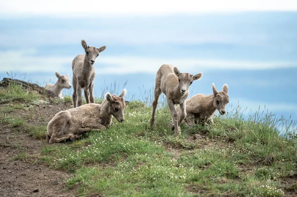 Dödade Färger Big Horn Lamm Gräsbevuxen Klippa Yellowtsone National Park — Stockfoto