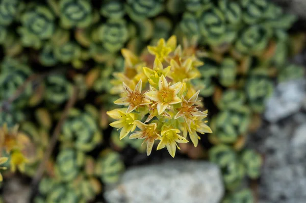 Kis Csoport Stonecrop Virágok Bloom Bright Yellow Szelektív Fókusz — Stock Fotó