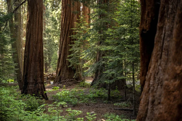 Árvores Pequenas Pegam Luz Chão Sequoia Grove Final Tarde — Fotografia de Stock