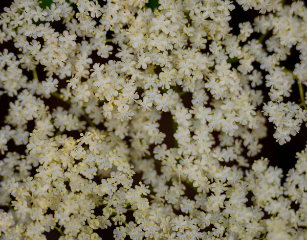 Tiny White Flowers Bloom Tight Group Background Image — Stock Photo, Image