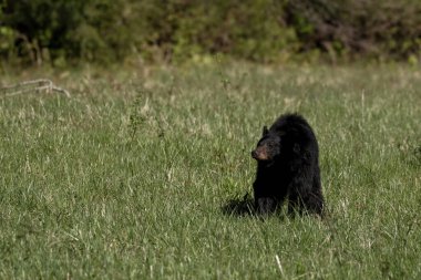 Ayı Dumanaltı Koyu 'nda otlarken Durakladı