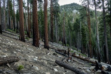 Kings Canyon Ulusal Parkı 'nın Yanmış Tepesi
