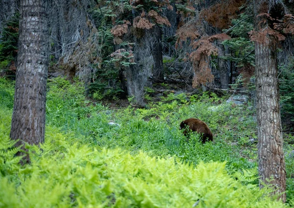 Black Bear Grazes Sequoia Meadow Longo Trilha Alta — Fotografia de Stock