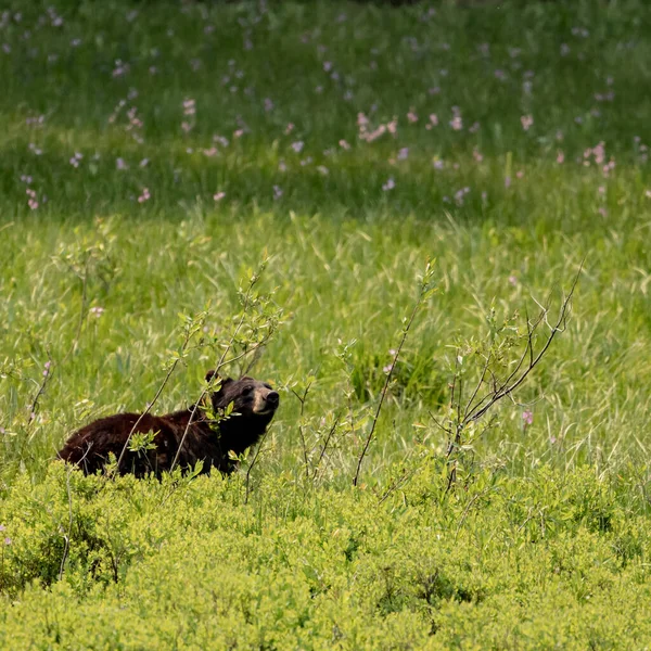 Черный Медведь Нюхает Воздух Цветочном Поле Национальном Парке Секвойя — стоковое фото