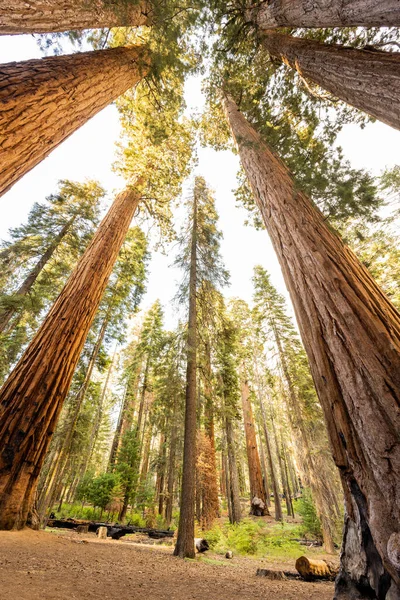 Jasné Světlo Svítí Přes Parker Group Grove Sequoia — Stock fotografie