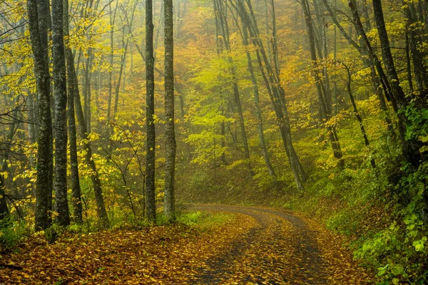 Farbwechsel Entlang Der Balsam Mountain Road Great Smoky Mountains National — Stockfoto