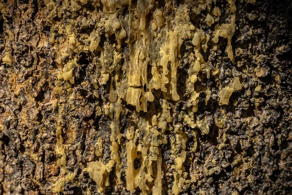 干松树液滴落在树皮上 — 图库照片