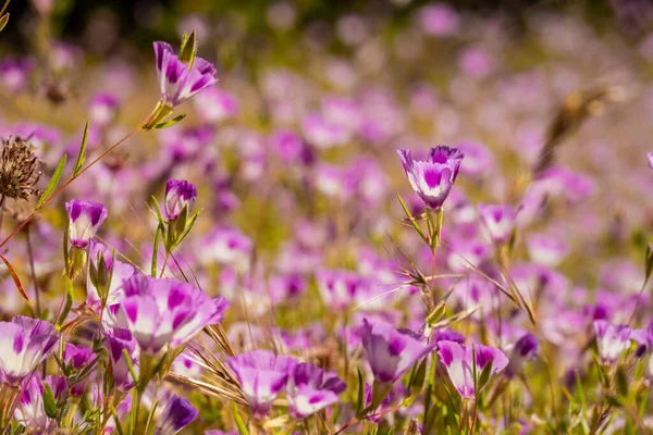 Field Purple Clarkia Bloom Summer Yosemite National Park — Stock Photo, Image