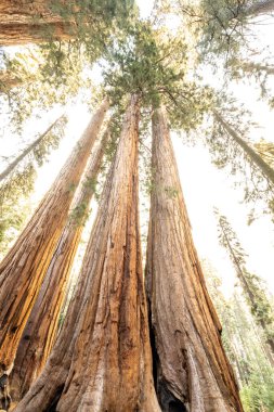 Sequoia Ulusal Parkı 'ndaki parlak güneş ışığına bakan ağaç gövdelerine bakıyorum.