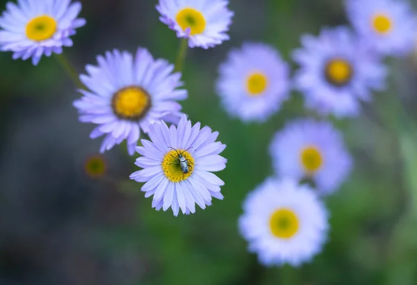 stock image Insect Rests on Aster Flower in Yosemite with selective focus