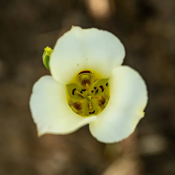 Regardant Vers Bas Dans Sego Lily Bloom Dans Parc National — Photo