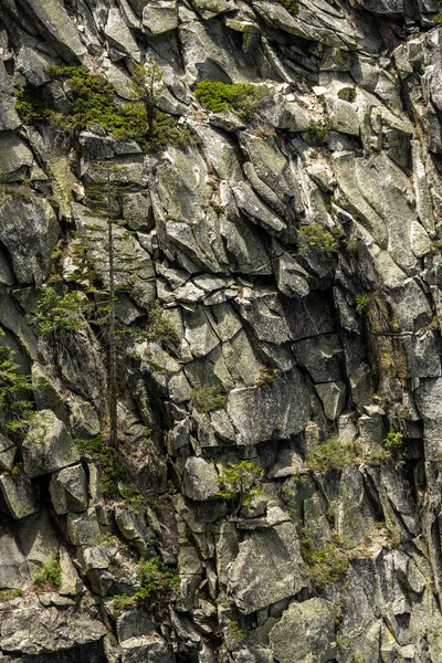 Pin Ligne Tient Haut Sur Mur Falaise Dans Parc National — Photo