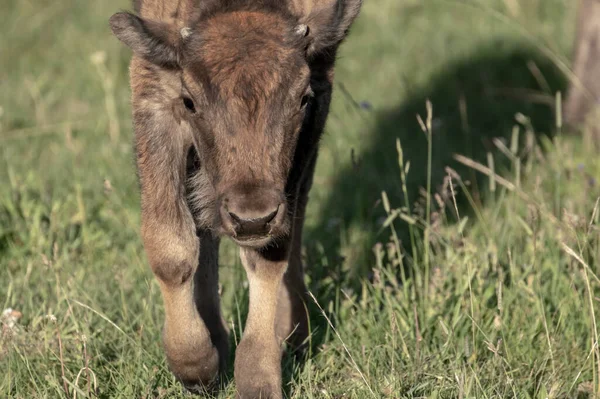 Zmutowane Kolory Baby Bison Trotting Kierunku Kamery Polu Yellowstone — Zdjęcie stockowe