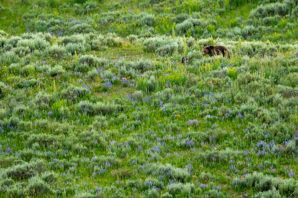 Moder Bear Och Cubs Graze Field Lupine Yellowstone — Stockfoto