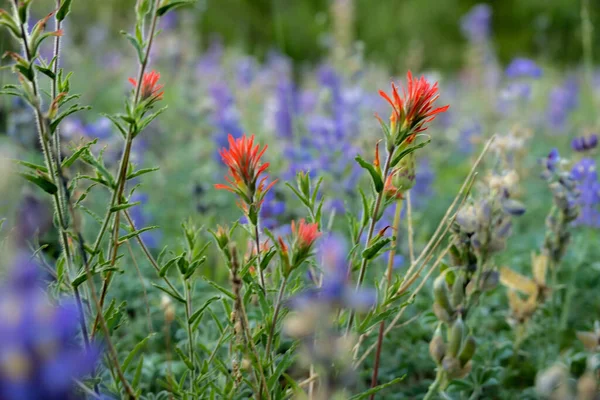 Olhando Através Borrão Lupine Para Pincel Laranja Flores Silvestres Yosemite — Fotografia de Stock