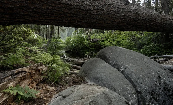 Pinheiros Caíram Sobre Samambaias Azáleas Pedras Yosemite Wilderness — Fotografia de Stock
