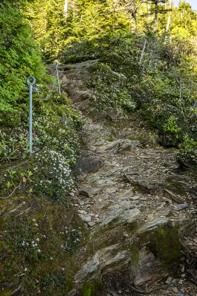 Kleine Bloemen Lijn Rocky Boulevard Trail Great Smoky Mountains Zomer — Stockfoto