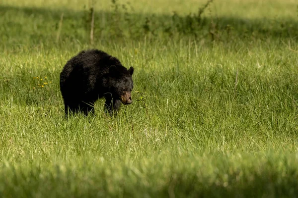 Черный Медведь Пасущийся Копировальным Пространством Справа Бухте Кейдс — стоковое фото