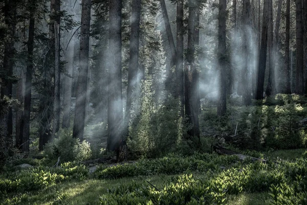 Ognisko Smoke Pine Forest Niedaleko Frypan Gap Kanionie Królów — Zdjęcie stockowe