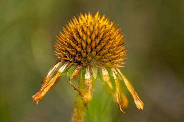 Coneflower Its Prime Still Bright Yellow Late Summer — Stock Photo, Image