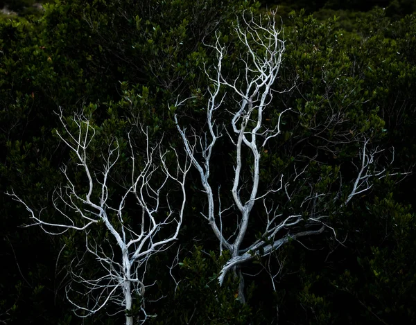 Suszone Gałęzie Krzewów Manzanickich Przeciwko Ciemnym Cieniom Zielonych Liści Yosemite — Zdjęcie stockowe