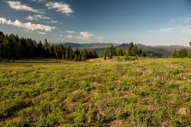 Kraterin tepesindeki açık çayırda Lupine büyüyor. Krater Gölü Ulusal Parkı 'nda.