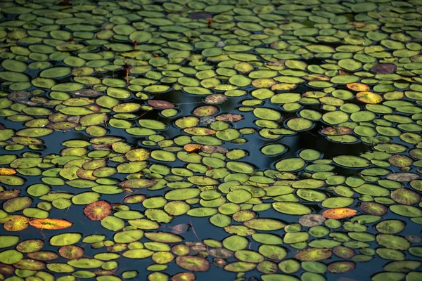 stock image Liliy Pads Fill The Surface Of Gravel Pit Lake In Yosemite