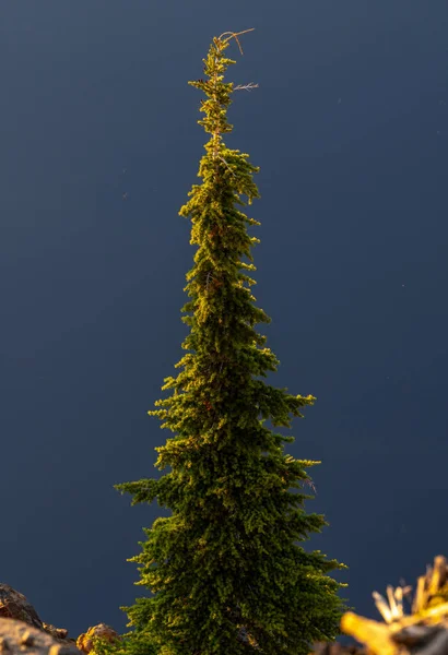 Lone Pine Attrape Lumière Jour Sur Lac Cratère — Photo