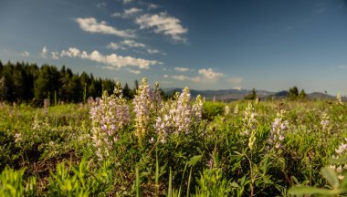 Krater Tepesinde Pembe Lupine Çiçekleri Açtı Krater Gölü Ulusal Parkı 'nda