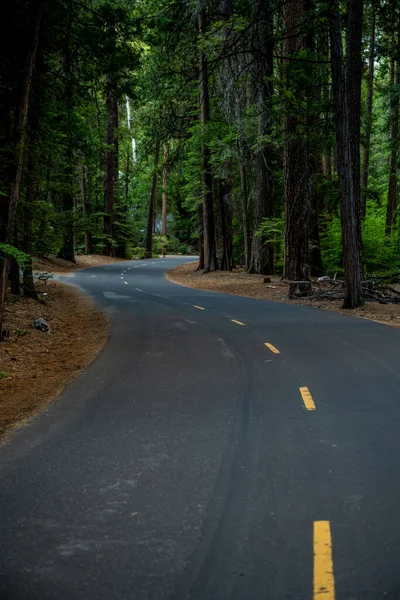 通过约塞米蒂国家公园的茂密松林铺路S弯道 — 图库照片
