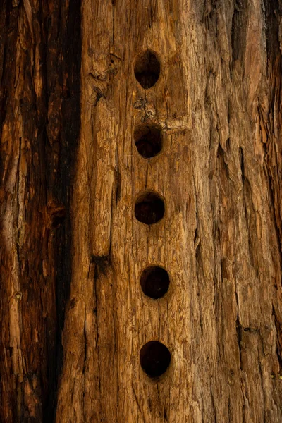 Reihe Von Fünf Löchern Baumstamm Zedernhain Des Kings Canyon Gebohrt — Stockfoto