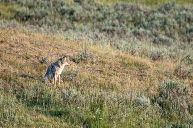 Gümüş Çakal Yellowstone 'daki Çimen Tepesinde Oturuyor