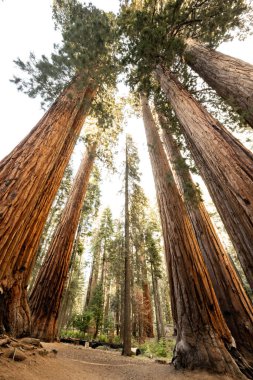 Sekoya 'daki Parker Grove' da Devlerin Gölgesinde Durmak