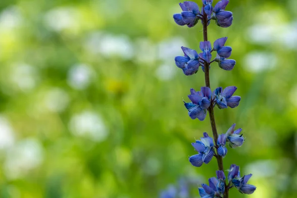 Egyetlen Ága Lupine Wildflowers Felett Zöld Rét Másolási Hely — Stock Fotó