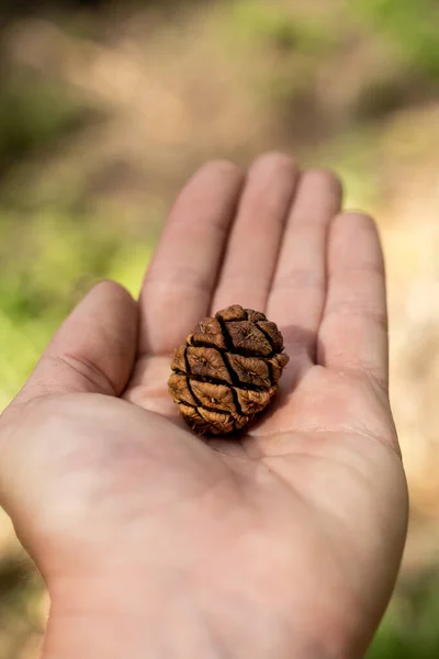 Sequoia Pine Cone Palm Hand Megmutatja Meglepően Kicsi Méretét — Stock Fotó