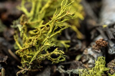 Sequoia Ulusal Parkı 'ndaki Orman Zemininde Parlak Yeşil Yosun