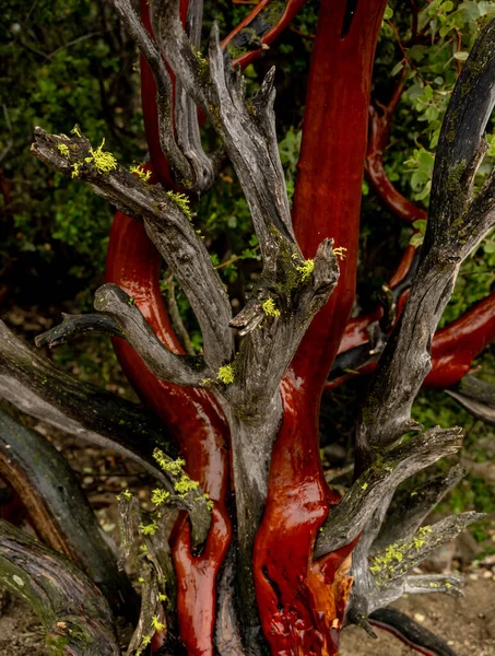 王家峡谷国家公园里的鲜绿色苔藓生长在潮湿的曼萨尼塔树上 — 图库照片