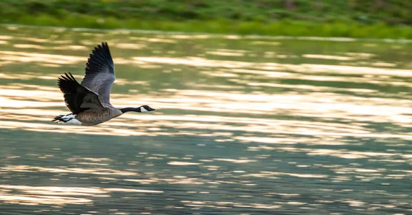 Canada Goose Zboară Peste Râul Yellowstone Timpul Verii — Fotografie, imagine de stoc