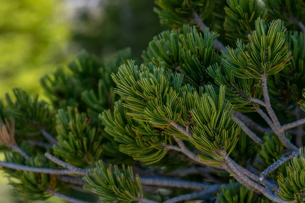 Close Fine Needles Bright Green Pine Tree Lassen Volcanic National — Stock Photo, Image